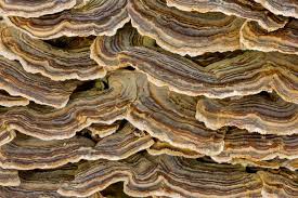 Attēlu rezultāti vaicājumam “Badhamia versicolor spores”