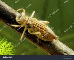 Attēlu rezultāti vaicājumam “Libellula quadrimaculata larva”