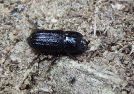 Attēlu rezultāti vaicājumam “Ceruchus chrysomelinus imago”