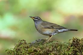 Image result for Turdus obscurus