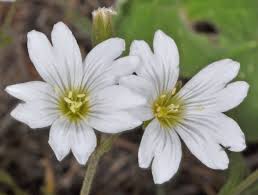 Attēlu rezultāti vaicājumam “Cerastium arvense”