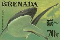 Image result for Alopias superciliosus