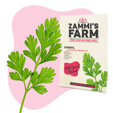 Image result for Anthriscus cerefolium