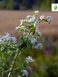 Attēlu rezultāti vaicājumam “Galium boreale fruit”