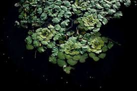 Attēlu rezultāti vaicājumam “Trapaceae”