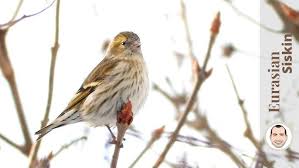 Attēlu rezultāti vaicājumam “Carduelis spinus female”