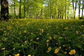 Attēlu rezultāti vaicājumam “Ranunculus cassubicus”