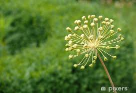 Image result for Zierlauch