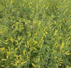 Attēlu rezultāti vaicājumam “Melilotus officinalis”