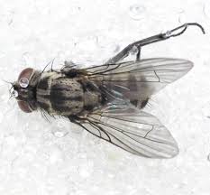 Attēlu rezultāti vaicājumam “Muscidae”