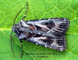 Attēlu rezultāti vaicājumam “Agrotis vestigialis”