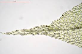 Attēlu rezultāti vaicājumam “Splachnum ampullaceum”
