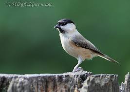 Image result for Poecile montana