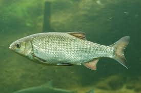 Attēlu rezultāti vaicājumam “Leuciscus idus”