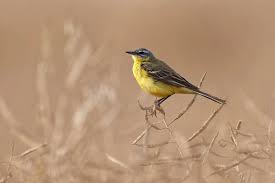 Attēlu rezultāti vaicājumam “Motacilla flava flava adult”