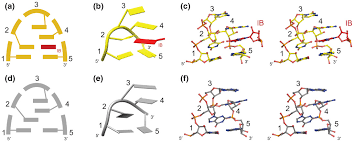Image result for the end of the t-loop structure
