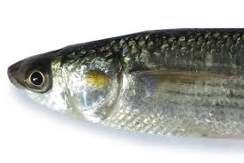 Image result for Liza aurata