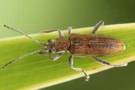 Attēlu rezultāti vaicājumam “Donacia clavipes”