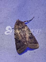 Attēlu rezultāti vaicājumam “Agrochola litura”