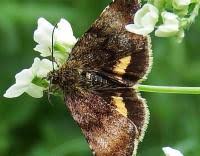 Attēlu rezultāti vaicājumam “Panemeria tenebrata”