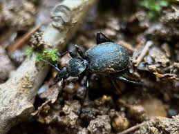 Attēlu rezultāti vaicājumam “Cychrus caraboides”