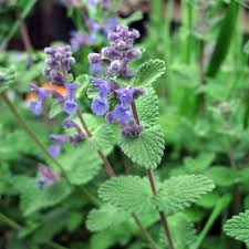 Image result for Katzenminze