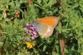 Attēlu rezultāti vaicājumam “Coenonympha glycerion underside”
