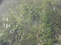 Attēlu rezultāti vaicājumam “Stuckenia pectinata”