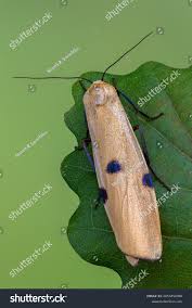 Attēlu rezultāti vaicājumam “Lithosia quadra female”