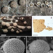 Attēlu rezultāti vaicājumam “Licea pusilla spores”