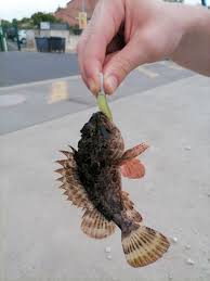 Image result for Scorpaena porcus