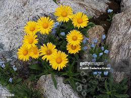 Image result for Buphthalmum salicifolium