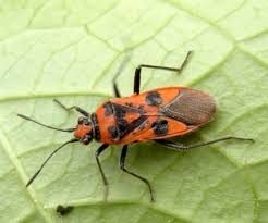 Attēlu rezultāti vaicājumam “Corizus hyoscyami”