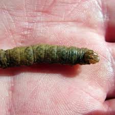 Attēlu rezultāti vaicājumam “Noctua fimbriata larva”