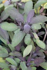 Image result for Salvia officinalis