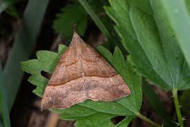 Attēlu rezultāti vaicājumam “Hypena proboscidalis”