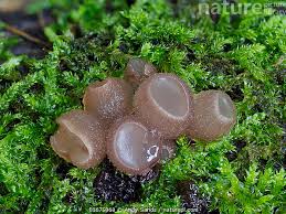 Attēlu rezultāti vaicājumam “Neobulgaria pura”