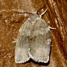 Attēlu rezultāti vaicājumam “Comatricha alta macro”