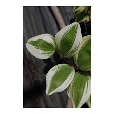Attēlu rezultāti vaicājumam “Polygonatum odoratum”