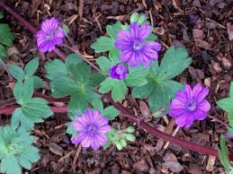 Attēlu rezultāti vaicājumam “Geranium pyrenaicum flower”