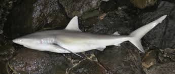 Image result for Carcharhinus galapagensis