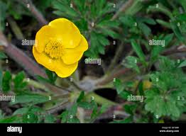 Attēlu rezultāti vaicājumam “Ranunculus bulbosus flower”