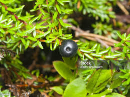 Attēlu rezultāti vaicājumam “Empetrum nigrum”