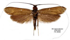 Attēlu rezultāti vaicājumam “Nemophora metallica”