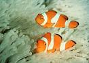 Spiny Rayed Fishes (Actinopterygii) - Encyclopedia of Life