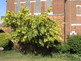Attēlu rezultāti vaicājumam “Laburnum anagyroides”
