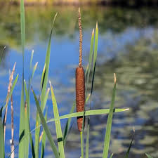 Image result for Rohrkolben