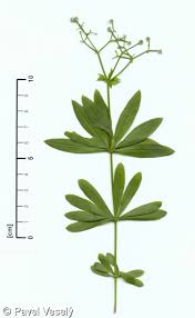 Image result for Galium odoratum