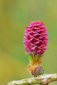 Attēlu rezultāti vaicājumam “Larix kaempferi female flower”