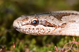 Attēlu rezultāti vaicājumam “Coronella austriaca”